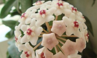 球兰怎么养才能开花 球兰怎么养才能开花快