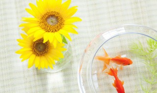 金鱼怎么养才能活 金鱼怎么养才能活几年