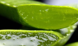 芦荟怎么处理才能涂脸 鲜芦荟敷脸的正确方法