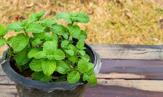 薄荷怎么养才能爆盆（薄荷怎么养才能爆盆呢）