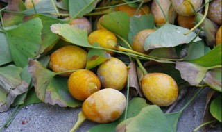 银杏果怎么处理才能吃（刚摘的银杏果怎么处理才能吃）