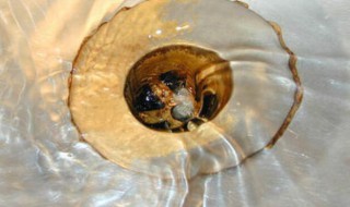 如何快速除臭味（如何快速除臭味儿）