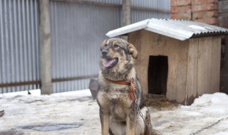 怎样做夏天狗窝 夏天狗窝的制作方法