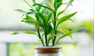 水培富贵竹怎么养才能更旺盛 水培富贵竹怎么养才能更旺盛施什么肥