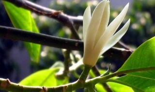 室内养什么花最好（冬天北方室内养什么花最好）