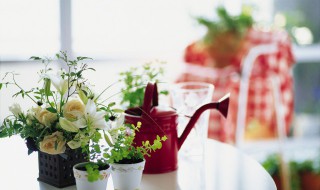 秋天适合种什么花 秋天适合种什么花种子室外