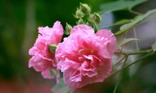 芙蓉花什么时候开花 芙蓉花什么时候开花哪个季节