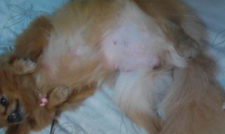 如何辨别猫是否怀孕（猫咪刚怀上宝宝的表现）