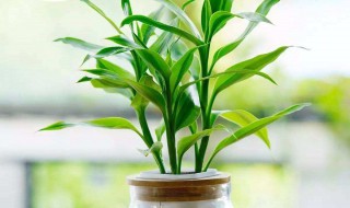 富贵竹的作用 阿司匹林肠溶片对富贵竹的作用