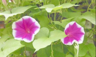 牵牛花什么时候开(牵牛花什么时候开什么时候合拢)