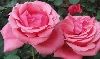 月季花是什么颜色 阳光下的月季花是什么颜色