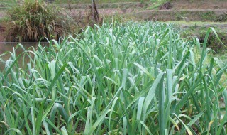 大蒜什么时候种 春天大蒜什么时候种