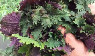 紫苏哪两类人不能吃 紫苏为何尽量少吃