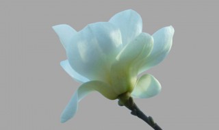 玉兰花是什么颜色的 玉兰花是什么颜色的图片?的图片