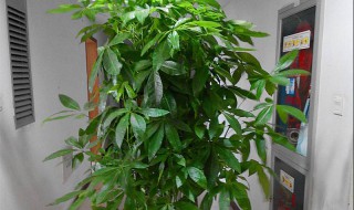 客厅里什么绿植好养 客厅里什么绿植好养活