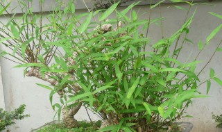 怎样挖竹根做盆景(如何挖竹根最省力)