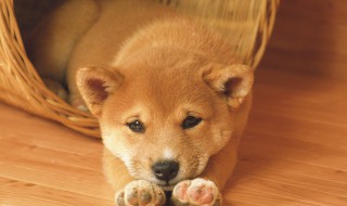 宠物邮寄方法(宠物邮寄方法有哪些)