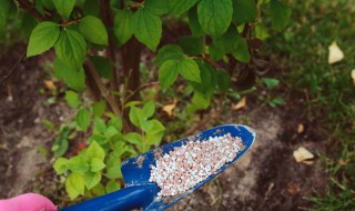 种田施肥方法 种田施肥方法视频