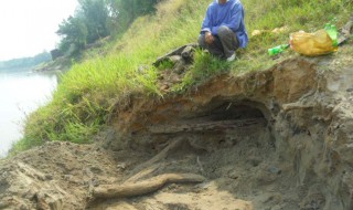 什么是金丝楠乌木 什么是金丝楠乌木树