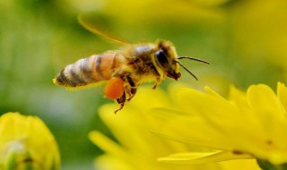 蜂蛹吃了有什么好处（蜂蛹吃了有什么好处和坏处）