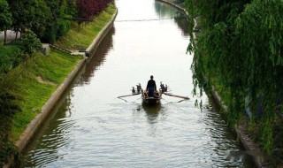 五枝水是指哪五种树 五枝水的功效和作用