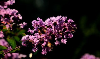 紫薇花的象征意义（紫薇花的象征意义和寓意）