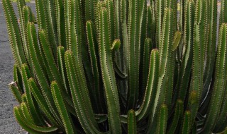 仙人掌的特点 仙人掌的特点有哪些