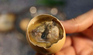 吃活珠子的好处和危害 男人吃活珠子的好处和危害