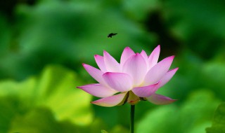 荷花的特点（荷花的特点和外貌描写）