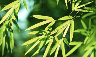 竹子的象征意义是什么 竹子的象征意义是什么词语