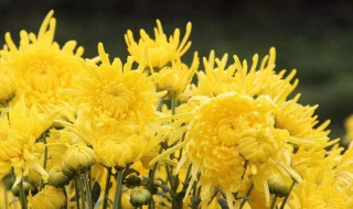 金丝皇菊对女性的好处 金丝皇菊对女性的好处和坏处