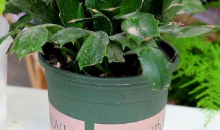 蟹爪兰用什么肥料最好 蟹爪兰用什么肥料最好视频