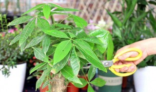 发财树用什么肥料最好（发财树用什么肥料最好最旺）