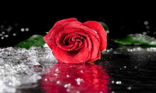 鲜花可以放冰箱保鲜吗（鲜花可以放冰箱保鲜吗多少度）