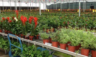 如何做花卉养殖 如何做花卉养殖工作