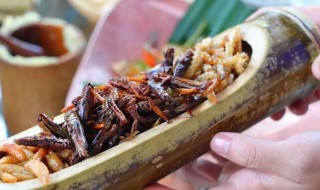 蚂蚱的营养价值（蚂蚱的营养价值和功效 药用价值）