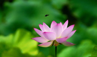 荷花寓意 荷花寓意好吗