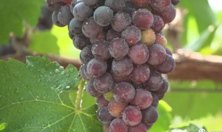 葡萄的营养价值和功效 葡萄的营养价值和功效适用人群禁忌人群