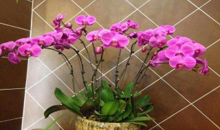 蝴蝶兰用什么土栽培 蝴蝶兰用什么土栽培最好