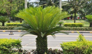 铁树用什么肥料比较好 铁树用什么肥料比较好查