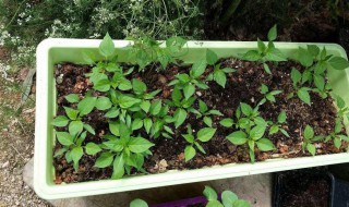 种菜用什么肥料最好（种菜用什么肥料最好吃）