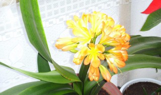 君子兰的寓意（君子兰的寓意和风水及摆放位置）