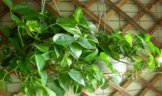 绿萝怎么处理藤蔓（绿萝怎么处理藤蔓植物）