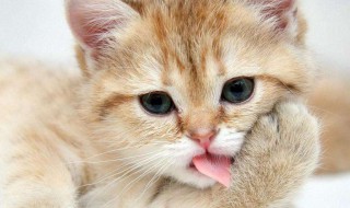 猫螨怎么处理 猫螨怎么处理比较好