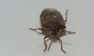 房子有臭虫怎么处理 房子有臭虫怎么办