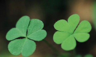 三叶草的寓意 四叶草三叶草的寓意