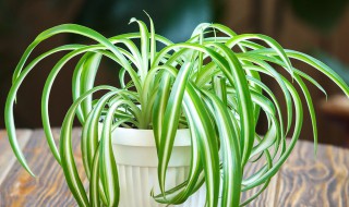 吊兰蔫了怎么处理（吊兰蔫了怎么处理视频）