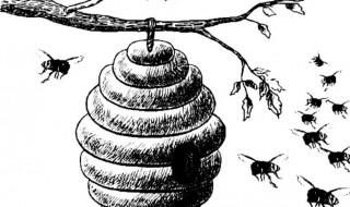 怎么处理好马蜂窝 怎么处理马蜂窝最安全