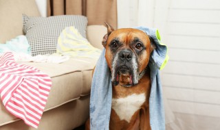 狗狗咬被子怎么处理 狗狗咬被子怎么处理视频