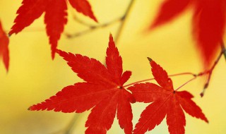 枫叶的寓意 枫叶的寓意和象征